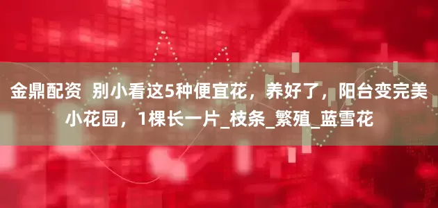 金鼎配资  别小看这5种便宜花，养好了，阳台变完美小花园，1棵长一片_枝条_繁殖_蓝雪花